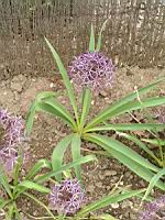 Ail a boule etoilee, Oignon perse, Allium cristophii (fam Liliacees) (Asie centrale) (2) (Photo F. Mrugala)